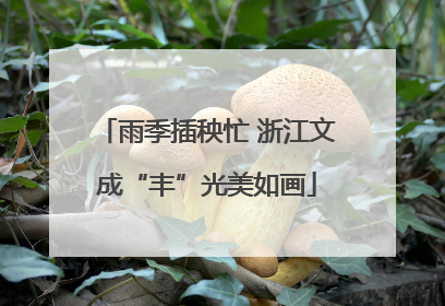雨季插秧忙 浙江文成“丰”光美如画