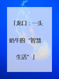 龙口：一头奶牛的“智慧生活”
