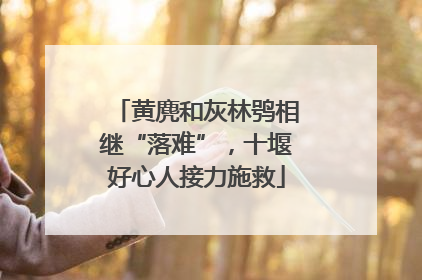 黄麂和灰林鸮相继“落难”，十堰好心人接力施救