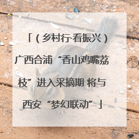 （乡村行·看振兴）广西合浦“香山鸡嘴荔枝”进入采摘期 将与西安“梦幻联动”